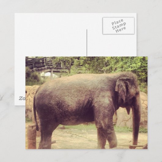 Elephant Briefkaart (Voorkant / Achterkant)