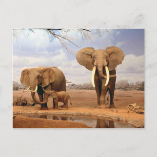 Elephant Briefkaart