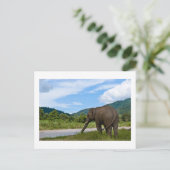 Elephant Briefkaart (Staand voorkant)