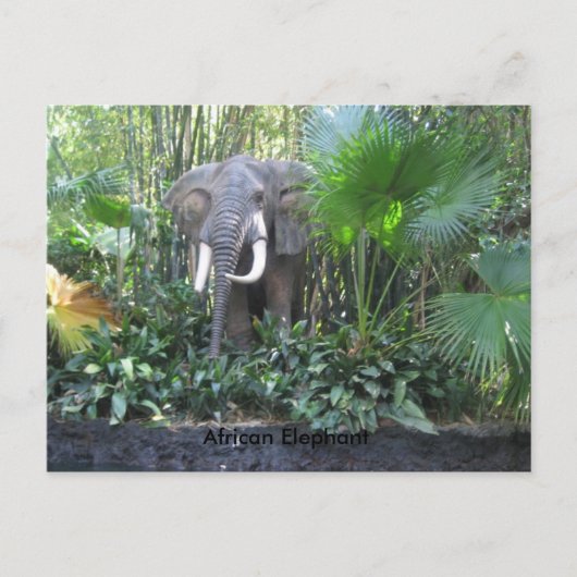 Elephant briefkaart (Voorkant)