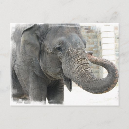 Elephant Briefkaart (Voorkant)