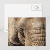 Elephant Briefkaart (Voorkant / Achterkant)