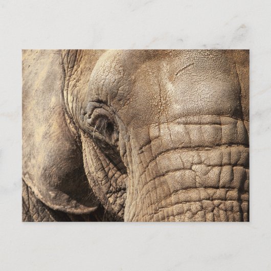 Elephant Briefkaart (Voorkant)