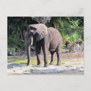 Elephant Briefkaart