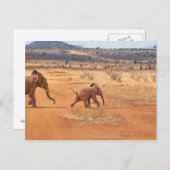 Elephant Briefkaart (Voorkant / Achterkant)