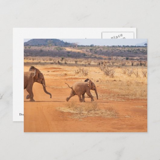 Elephant Briefkaart (Voorkant / Achterkant)