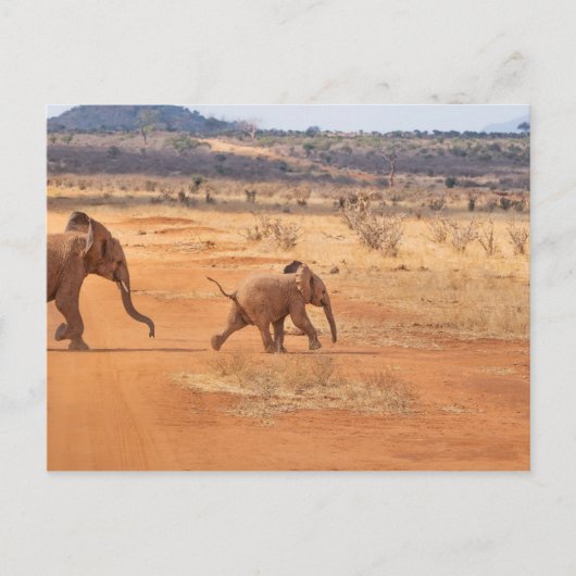 Elephant Briefkaart (Voorkant)