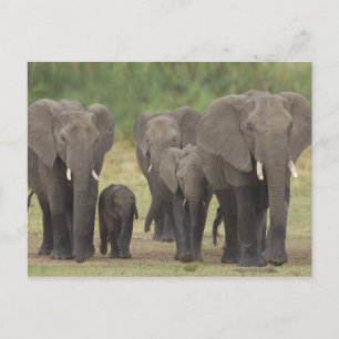 Elephant Briefkaart