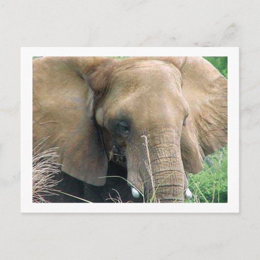 Elephant Briefkaart (Voorkant)