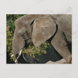 Elephant Briefkaart