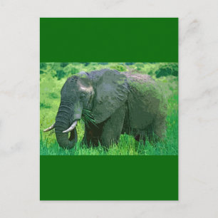 Elephant Briefkaart