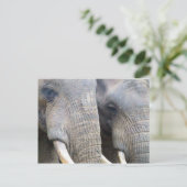 Elephant Briefkaart (Staand voorkant)