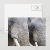 Elephant Briefkaart (Voorkant / Achterkant)