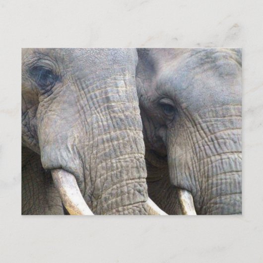 Elephant Briefkaart (Voorkant)