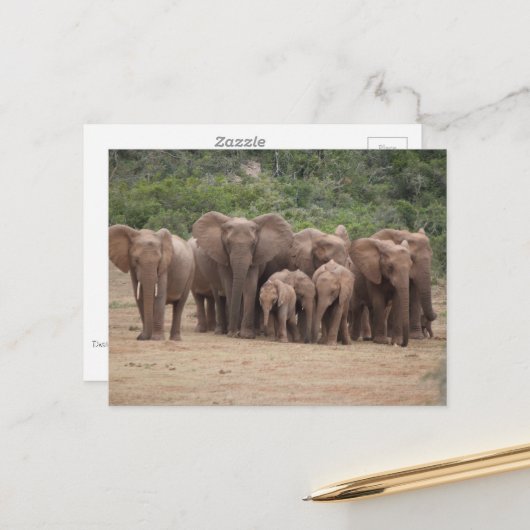 Elephant Briefkaart (Voorkant / Achterkant in situ)