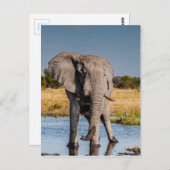 Elephant Bull Briefkaart (Voorkant / Achterkant)