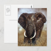 Elephant Bull Prints Briefkaarten (Voorkant / Achterkant)