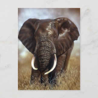 Elephant Bull Prints Briefkaarten