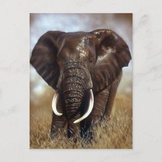 Elephant Bull Prints Briefkaarten (Voorkant)