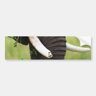 Elephant Bumpersticker