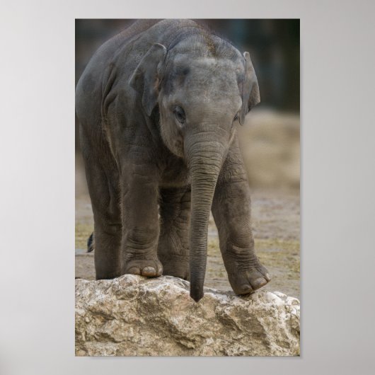 Elephant Calf Poster (Voorkant)