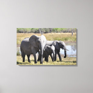 Elephant Canvas Afdruk