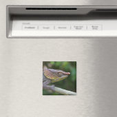 Elephant chameleon, Madagaskar Magneet (Insitu (Vaatwasser))