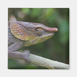Elephant chameleon, Madagaskar Magneet