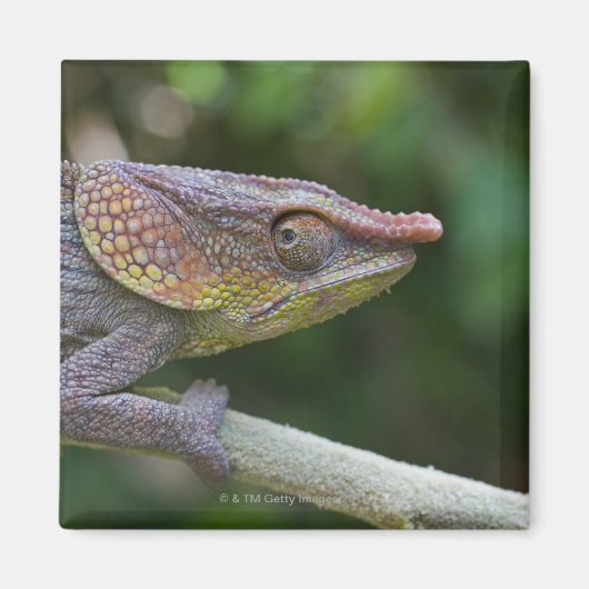 Elephant chameleon, Madagaskar Magneet (Voorkant)