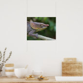 Elephant chameleon, Madagaskar Poster (Keuken)