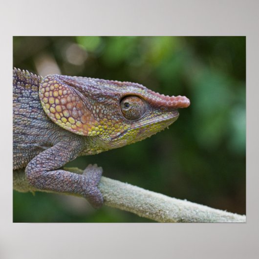 Elephant chameleon, Madagaskar Poster (Voorkant)