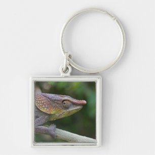 Elephant chameleon, Madagaskar Sleutelhanger