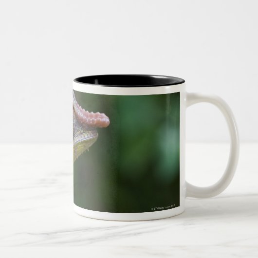 Elephant chameleon, Madagaskar Tweekleurige Koffiemok (Rechts)