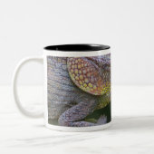 Elephant chameleon, Madagaskar Tweekleurige Koffiemok (Links)
