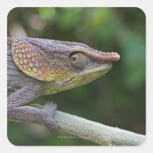 Elephant chameleon, Madagaskar Vierkante Sticker