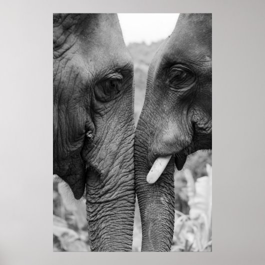 ELEPHANT COUPLE POSTER (Voorkant)