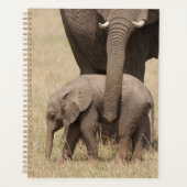 Éléphant de bébé africain avec mère (Devant)