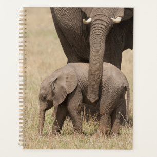 Éléphant de bébé africain avec mère