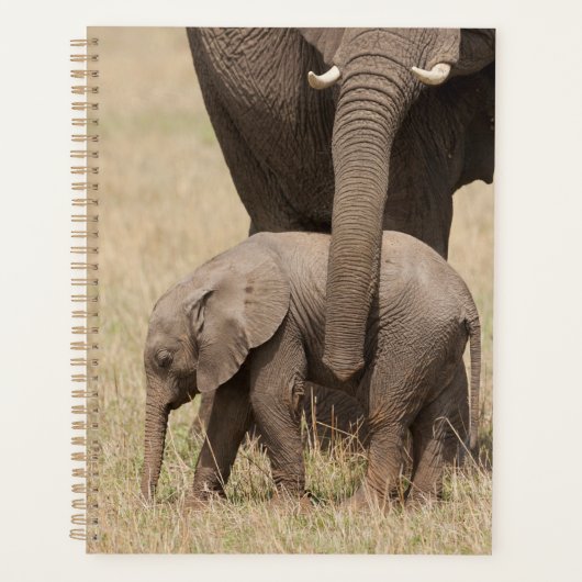 Éléphant de bébé africain avec mère (Devant)