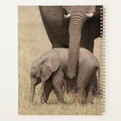 Éléphant de bébé africain avec mère (Dos)