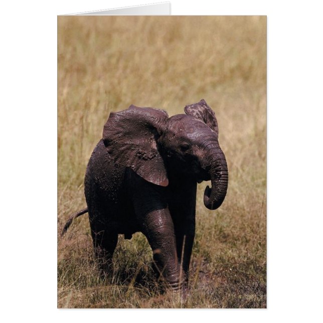 Eléphant de bébé boueux (Devant)