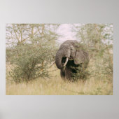 ELEPHANT DIE VAN EEN BOOM AFWEET POSTER (Voorkant)