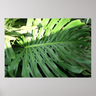 Elephant Ear Plant Poster