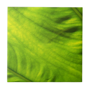 Elephant Ear Taro-keramische tegel Tegeltje