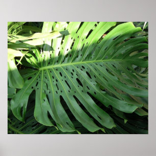 Elephant Ear Tropical Plant Poster