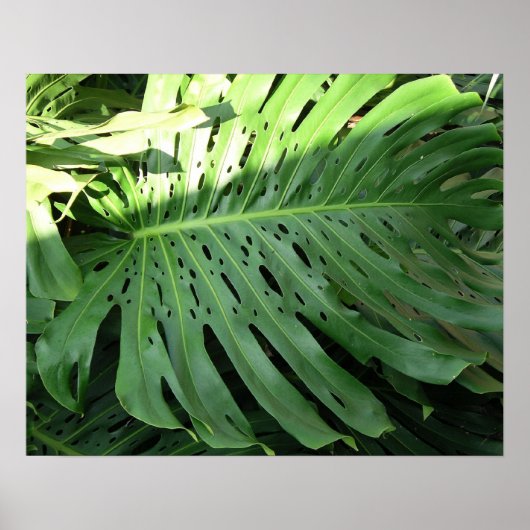 Elephant Ear Tropical Plant Poster (Voorkant)