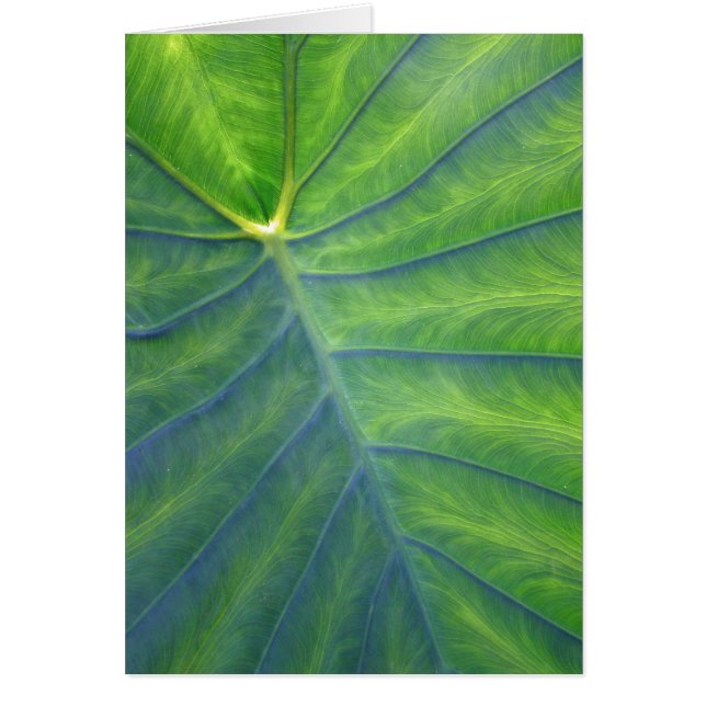 Elephant Ears - Colocasia (Voorkant)