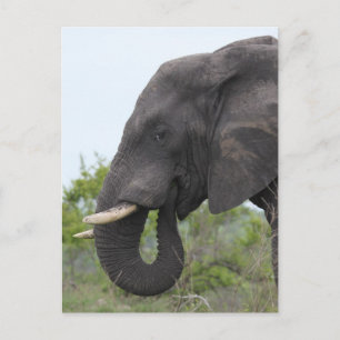 Elephant Eating Briefkaart