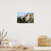 Elephant Eating, Zuid-Afrika Poster (Keuken)