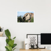 Elephant Eating, Zuid-Afrika Poster (Thuiskantoor)